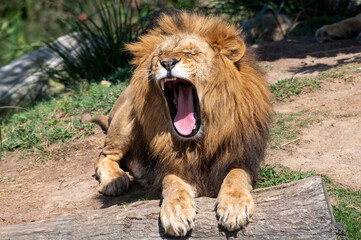 Plakat African Lion (Panthera Leo)