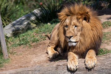 African Lion (Panthera Leo)