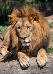 Naklejka na ściany i meble African Lion (Panthera Leo)