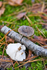 Lentinus brumalis (Polyporus brumalis)