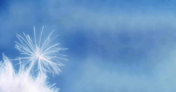 A fuzz seed pappus with white hairs. Seed of spear thistle. Delicate fluff on a blue background. Closeup of feathers. Purity and tenderness in natural macrophotography
