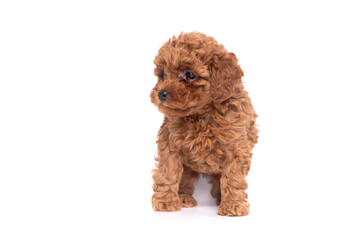 Portrait of a small red poodle puppies  on a white background