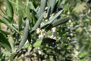 detail of an olive tree in blossom