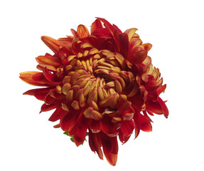Beautiful chrysanthemum  flower isolated on white