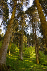 Tall trees in the forest. Wide angle view of tall trees in vertical photo.