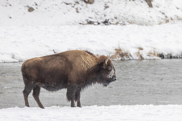 Bison in Winter in Yellowstone National Park Wyoming