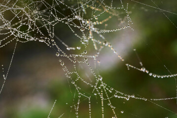 Spinnennetz mit Tau