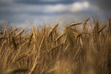 pole pszenicy, pole zbóż, zboże, zobża © Kamil