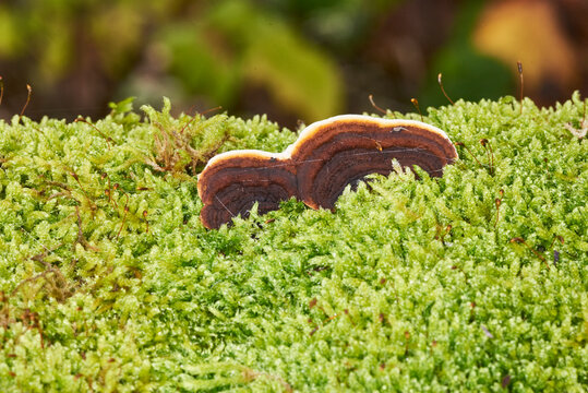 Zunderschwamm im Moos 