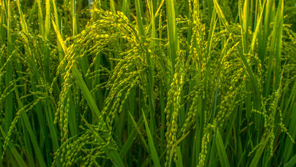Paddy field 