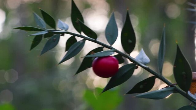Close up of Ruscus aculeatus known as butchers-broom with red berries (Pungitopo).
Is low evergreen shrub, with flat shoots known as cladodes that give the appearance of stiff, spine-tipped leaves.