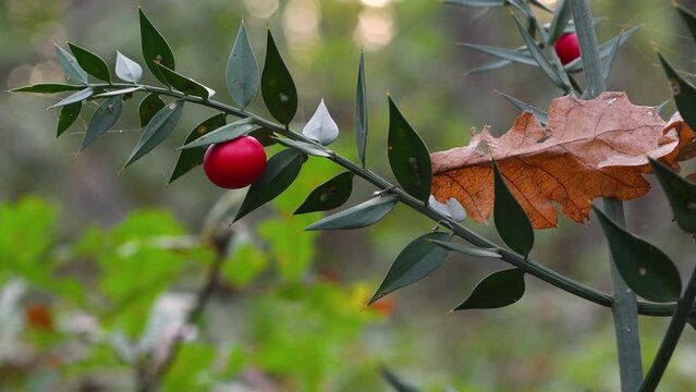 Close up of Ruscus aculeatus known as butchers-broom with red berries (Pungitopo).
Is low evergreen shrub, with flat shoots known as cladodes that give the appearance of stiff, spine-tipped leaves.