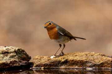Erithacus rubecula