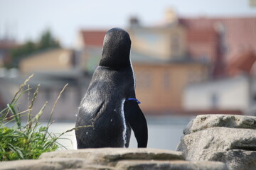 Pinguin Humboldt, Rückenansicht, Stralsund