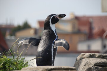 Pinguine Humboldt