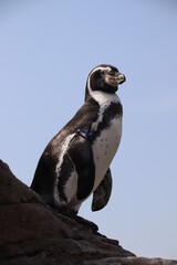 Humboldt Penguin