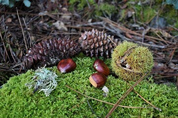 piñas y castañas