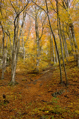 an autumn landscape. View of an autumn forest with yellow leaves
