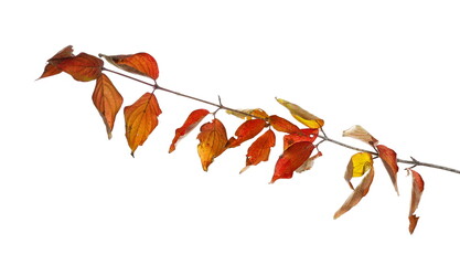 Leaves on branch, colorful foliage in autumn isolated on white 