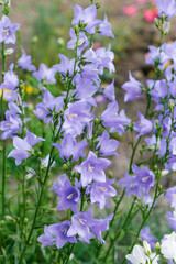 Beautiful lilac flowers bluebells in the summer garden