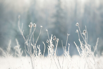 Early morning sun on frosty grasses and wild vegetation.