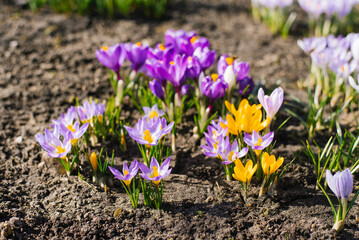 Multicolored spring flowers crocuses on a sunny day in the garden