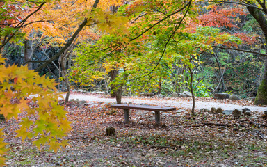 아름답게 단풍으로 물 든 숲 속의 벤치
