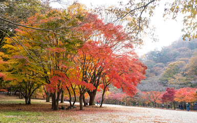 정읍 내장산 국립공원의 아름다운 가을 단풍 길