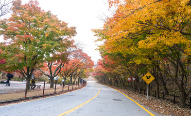 정읍 내장산 국립공원의 아름다운 가을 단풍 길
