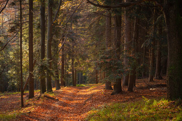 Jesienny krajobraz lasu w Brzeźnicy - obrazy, fototapety, plakaty