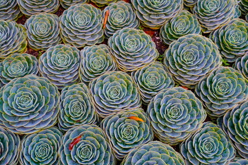 Succulents