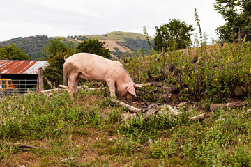 Obraz na płótnie Canvas Pig eating on a meadow in an organic meat farm