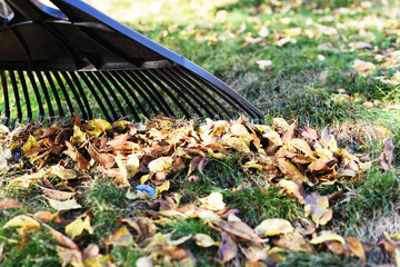 Rake with fallen leaves at autumn. Gardening during fall season. Falling leaves natural background. Czech Republic, Europe.