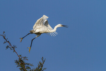 photo of little egret perched on pine tree with blue sky background
