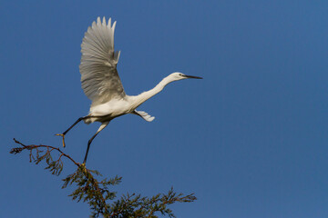 photo of little egret perched on pine tree with blue sky background
