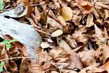 Bolets camuflados entre las hojas del lecho otoñal.