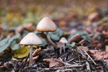 Mushrooms in the autumn forest. Natural background with copy space.