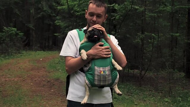 Cute dog pug sitting in the ergo device babycarrier or sling kangaroo carrier. Pet dog like a baby. Happy parenting and concept Childfree