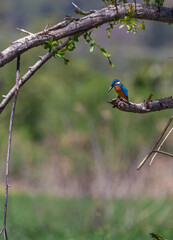 photo of blue bird perched on a branch (Type of Bird: Common Kingfisher/ Alcedo atthis)
