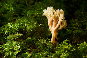 Fungus Ramaria flavescens, also called Ramaria eosanguinea, pale-yellow clavaria, a wild coral fungus 
