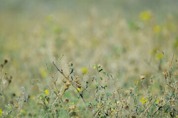 Buffalobur plant closeup, aggressive weed bur in Texas with blurred background.