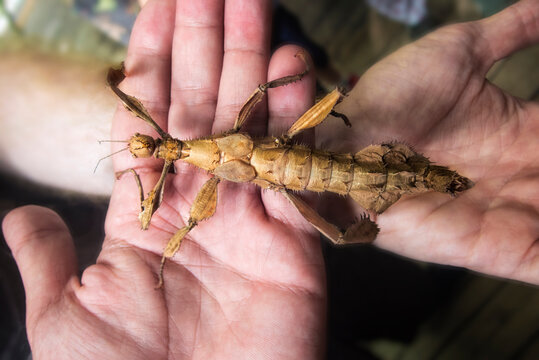 Overhead view of a person holding a Stick insect (Bacillus rossius)