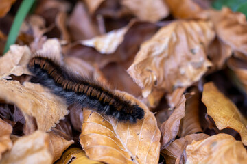 Fox Moth caterpillar (Macrothylacia rubi).