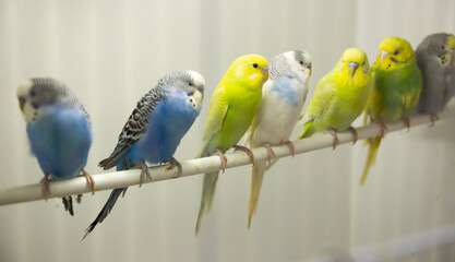 Close-up blue, yellow, green and white budgies birds sitiing on a stick in an aviary - obrazy, fototapety, plakaty
