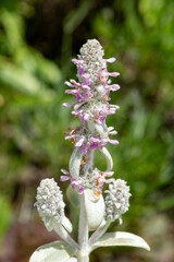 Woolly hedgenettle (stachys byzanntina) flowers in bloom