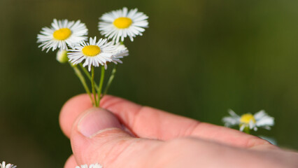 small field daisies in a man's hand. Man's palm with chamomiles on sunny summer day. Collecting pharmacy chamomile for chamomile tea. Medicinal plant in the hand. environment protection. Closeup
