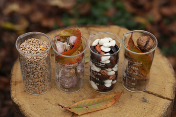 Some agricultural crops in four chemical beakers on an oak stump: wheat, garlic, colored beans, walnuts.