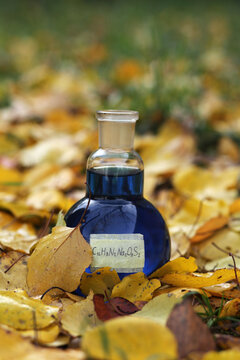 Aqueous solution of indigo carmine dye, saturated blue in a round flask. Is on a autumn foliage.