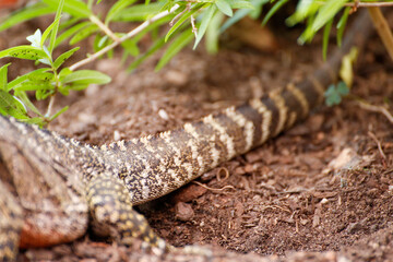 Naklejka premium Large lizard laying eggs in garden herb pot