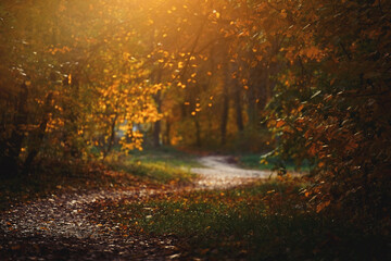 Yellow maple leaves during autumn season with warm sunlight from behind. Fall park on blurry background	